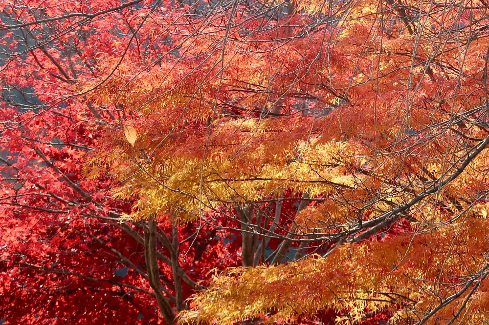 Can't get enough of these gorgeous autumn colors