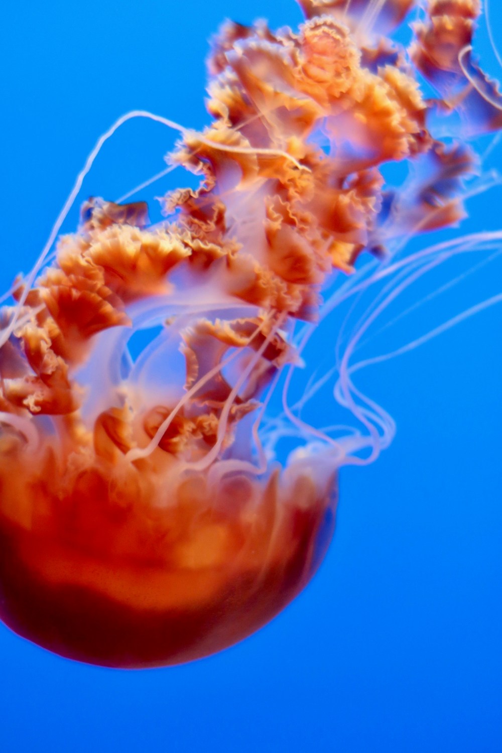 I love watching these jelly fish