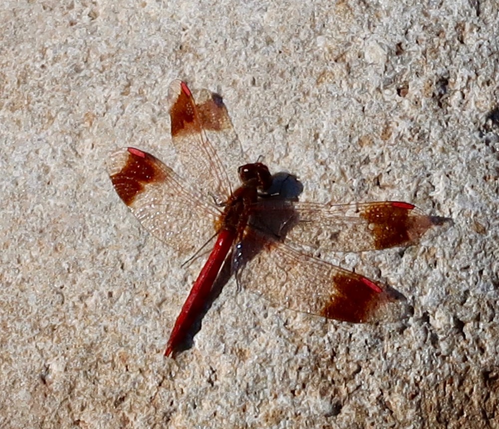 Sunbathing dragonfly