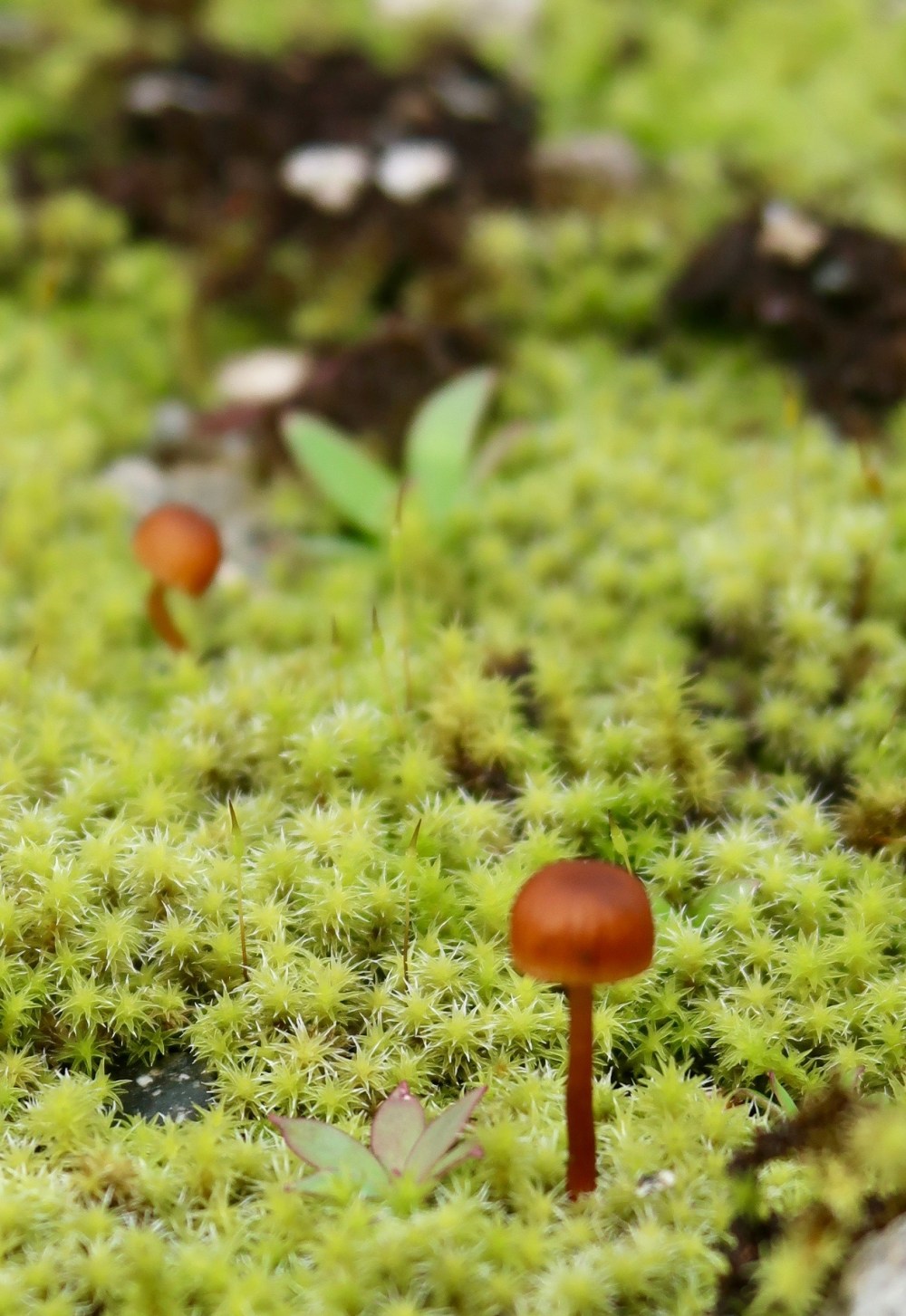 The daily mushroom shot. These were minute, but my daughter spotted them ;-)