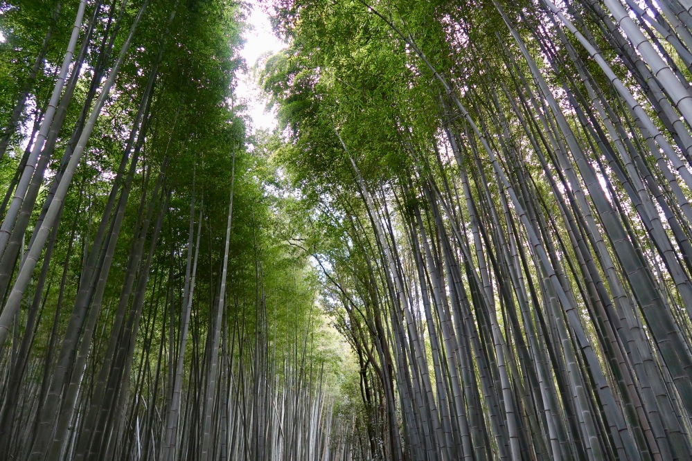 Upwards is the only way to peace. These trees make a shrine themselves