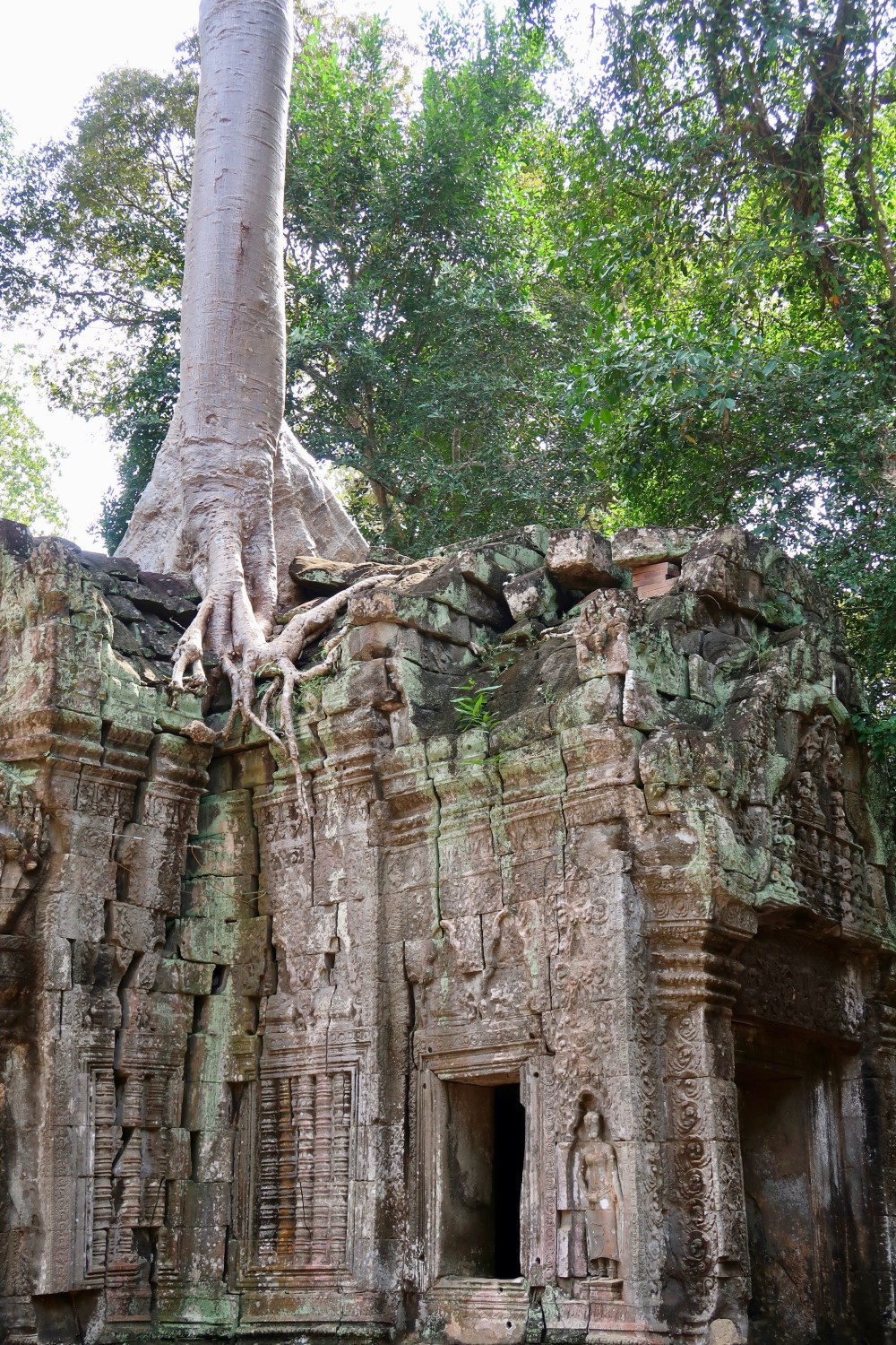 This tree is not growing on any soil, but has drilled its roots into this temple.