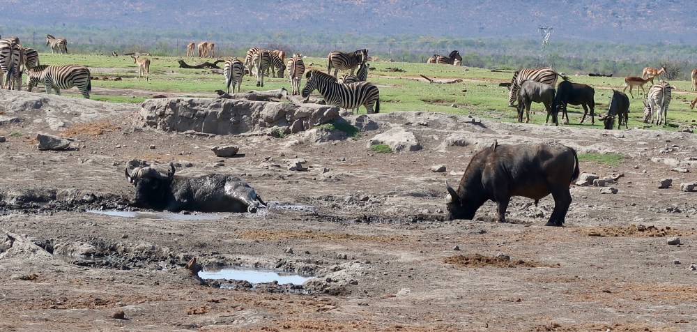 At the watering hole, zebra, buffalo, wildebesst and impala.