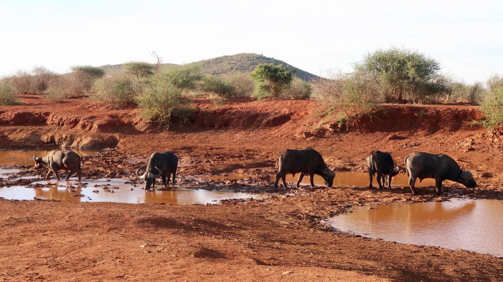Buffalo at the watering hole.
